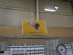 XIV Concurso Exposición de Palomas de Raza en Mula 2024